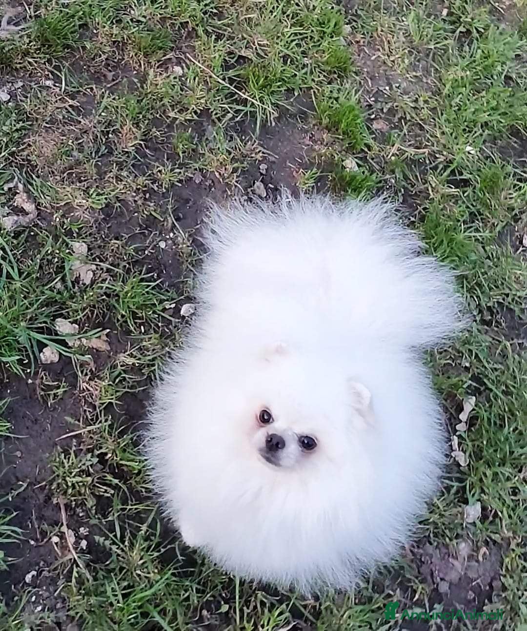 Spitz cani per accoppiamento: Spitz tedesco NANO Pomerania  a Provincia di Monza e della Brianza - Annuncio 5