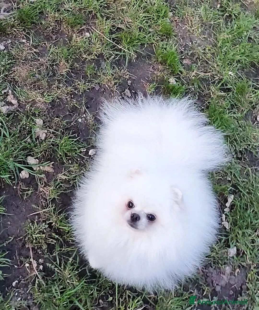 Spitz cani per accoppiamento: Spitz tedesco NANO Pomerania  a Provincia di Monza e della Brianza - Annuncio 5