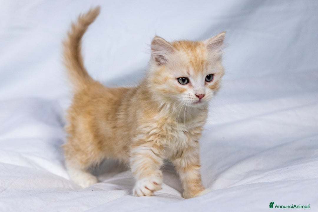 Siberiano gatti in vendita: Cuccioli gatto siberiano subito disponibili - Annuncio 6