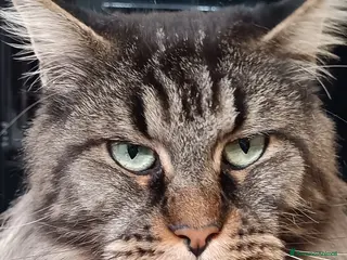 Maine Coon gatti Cuccioli maine coon - Annuncio 4