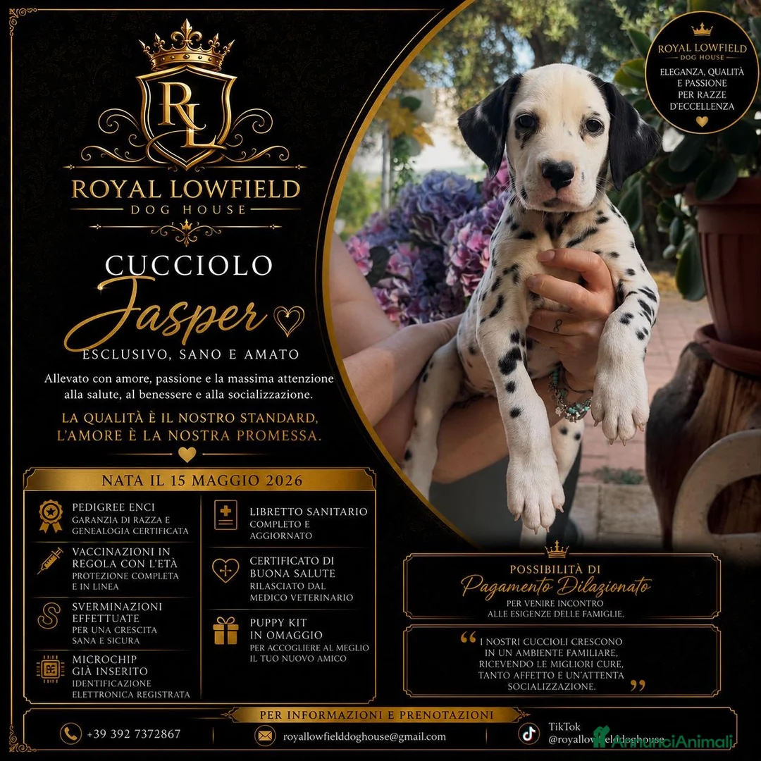Dalmata cani in vendita: Cucciolo di Dalmata - Annuncio 1