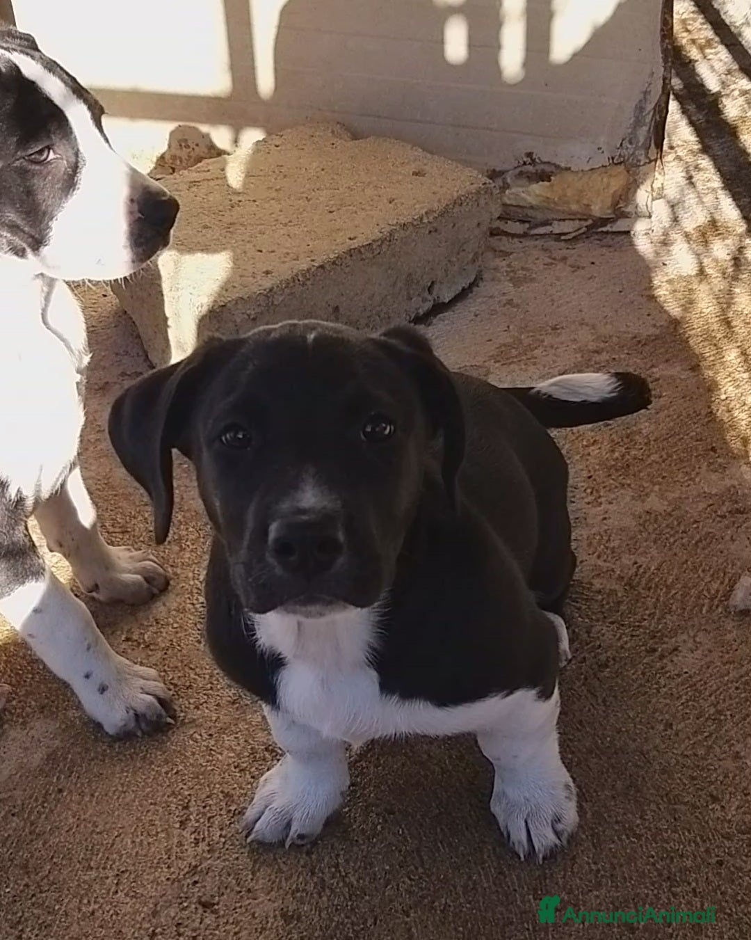 Meticcio cani Cucciole 3 mesi - Annuncio 11