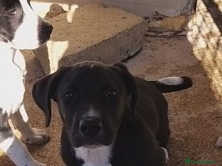 Meticcio cani Cucciole 3 mesi - Annuncio 15