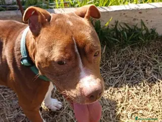 Pitbull cani DALILA gentile e socievole con tutti! - Annuncio 2