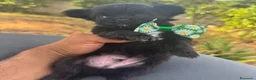 Chihuahua cani in vendita: 2 chihuahua maschi e 2 femmine pedigree enci  - Annuncio 6
