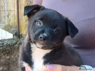 Meticcio cani LA BELLA ADA HA BISOGNO DI UNA MAMMA E DI UN PAPA' - Annuncio 33