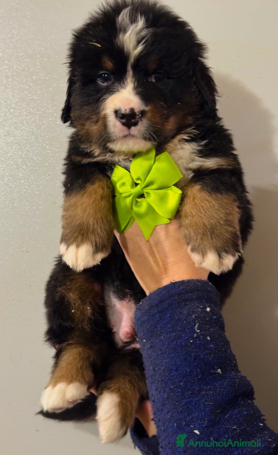Bovaro del Bernese cani in vendita: Cuccioli Disponibili Bovaro del Bernese - Annuncio 4