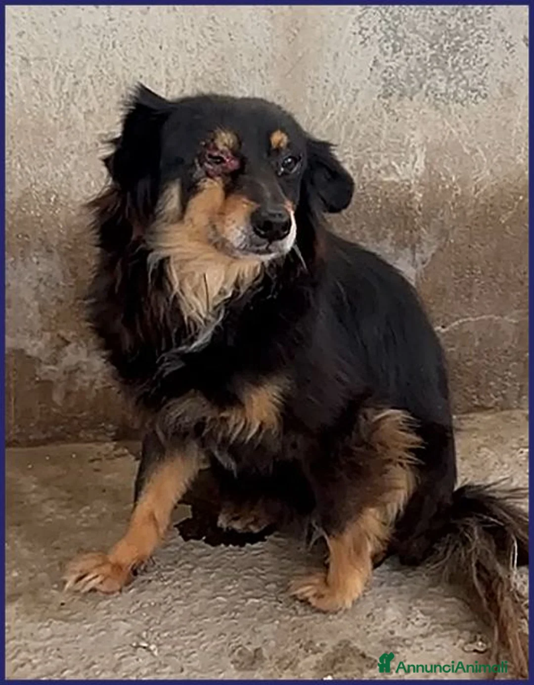 Meticcio cani in regalo: APACHE un piccolo guerriero - Annuncio 2