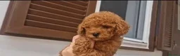 Barboncino Toy cani in vendita: Barboncino toy - Annuncio 5