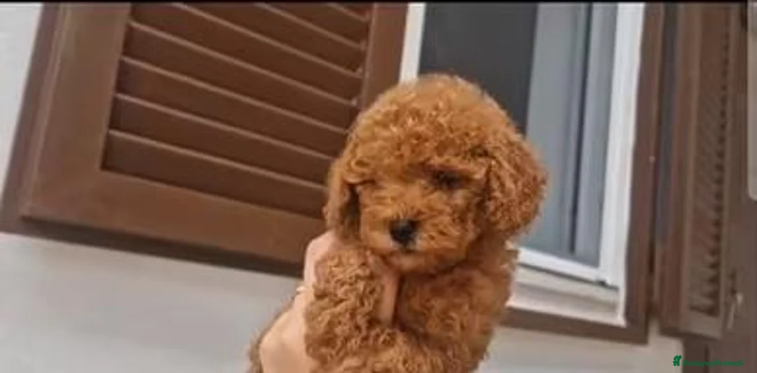 Barboncino Toy cani in vendita: Barboncino toy - Annuncio 5