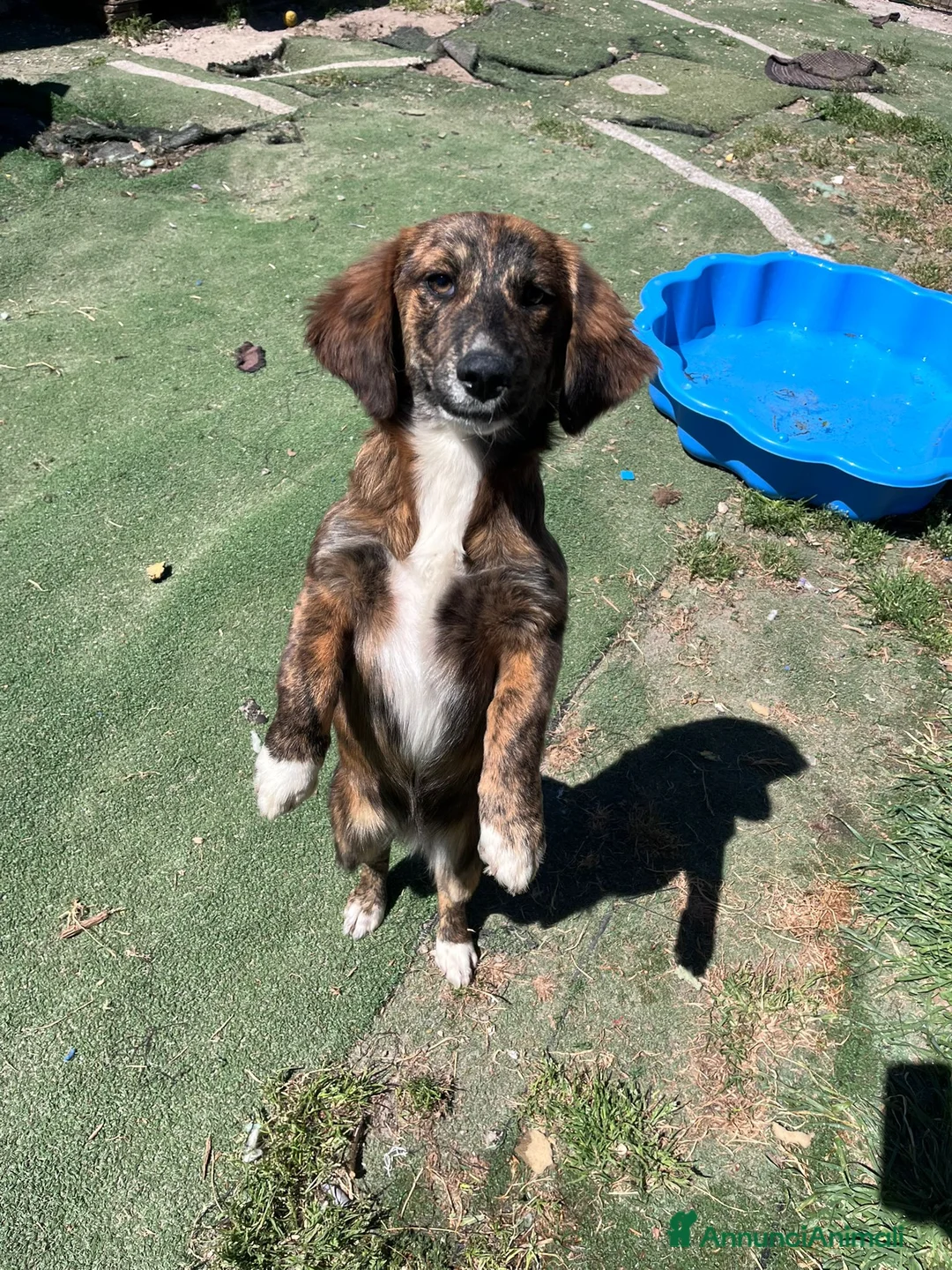 Meticcio cani in regalo: Cucciola 4 mesi - Annuncio 2