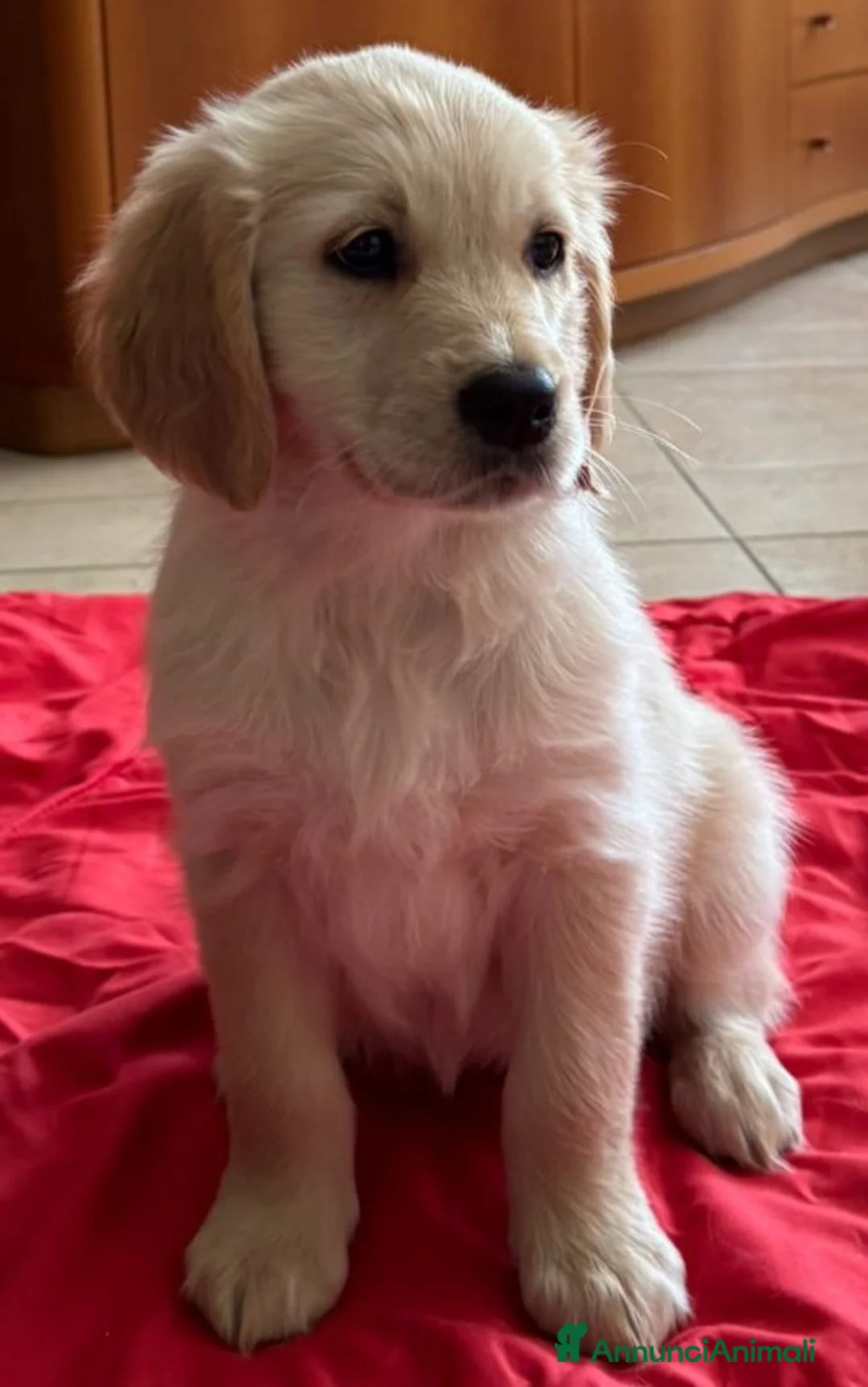 Golden Retriever cani in vendita: Cucciola Golden Retriever  - Annuncio 1