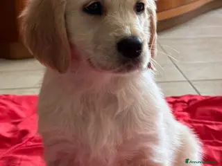 Golden Retriever cani Cucciola Golden Retriever - Annuncio 1