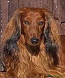 Bassotto cani per accoppiamento: Bassotto pelo lungo Nano per monta a Provincia di Bergamo - Annuncio 4