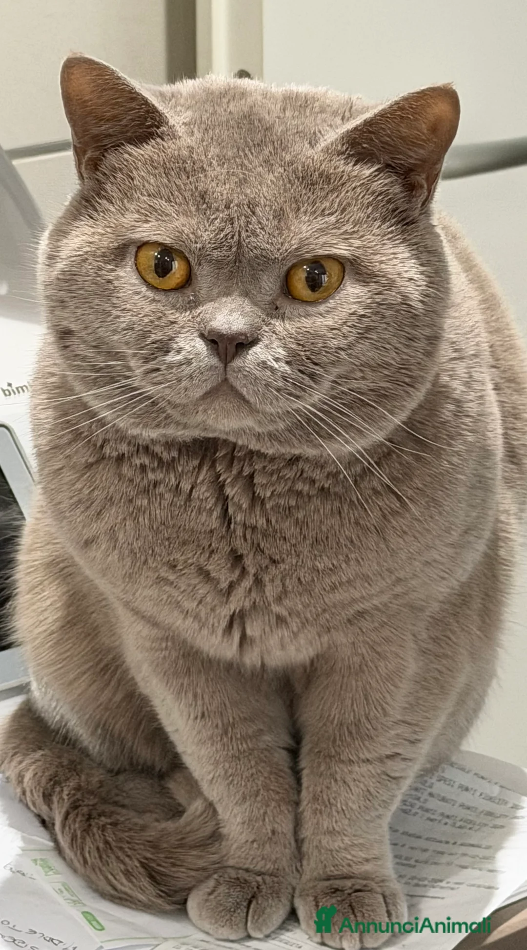 British gatti per accoppiamento: BRITISH PER ACCOPPIAMENTO  - Annuncio 2