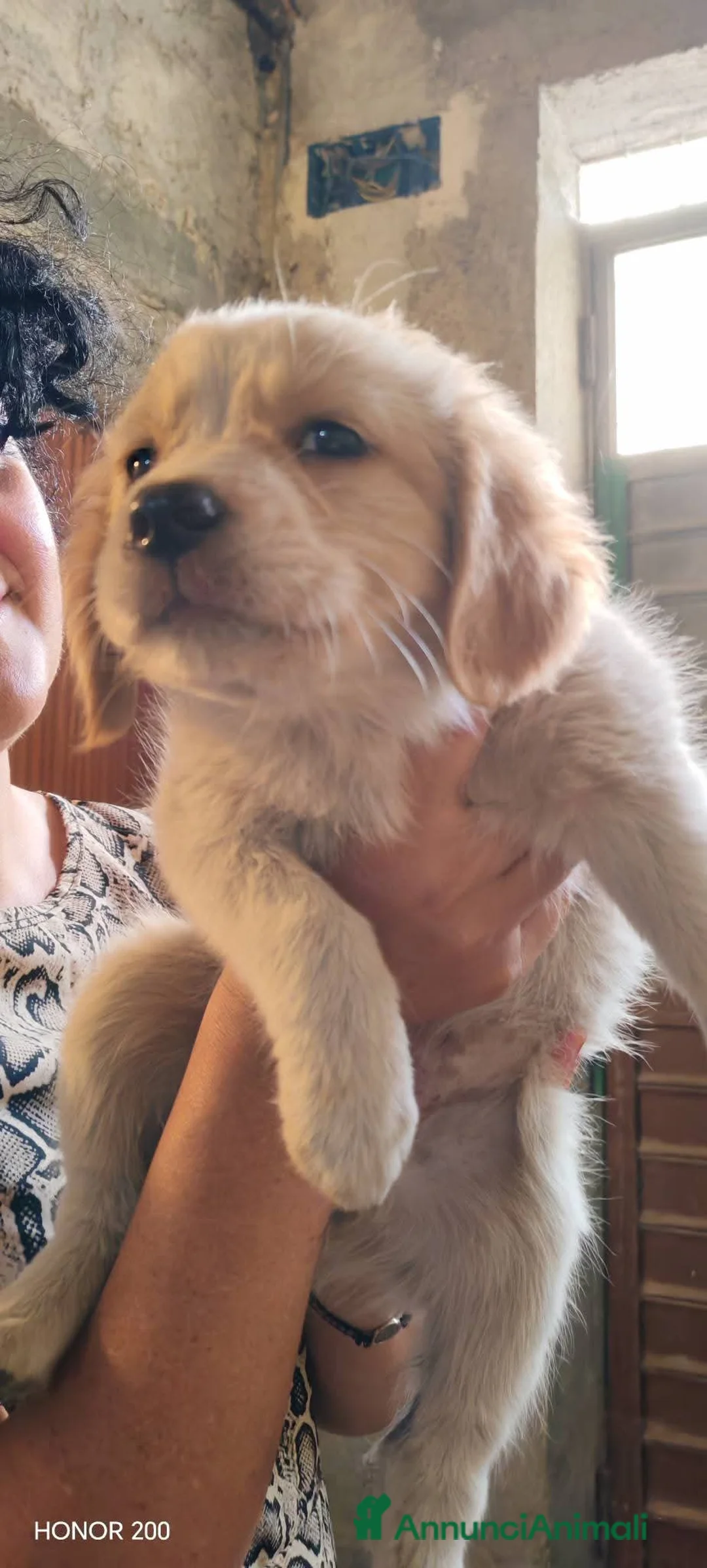 Meticcio cani in regalo: 3 mesi, 1 maschio e 2 femmine dolcissimi - Annuncio 1