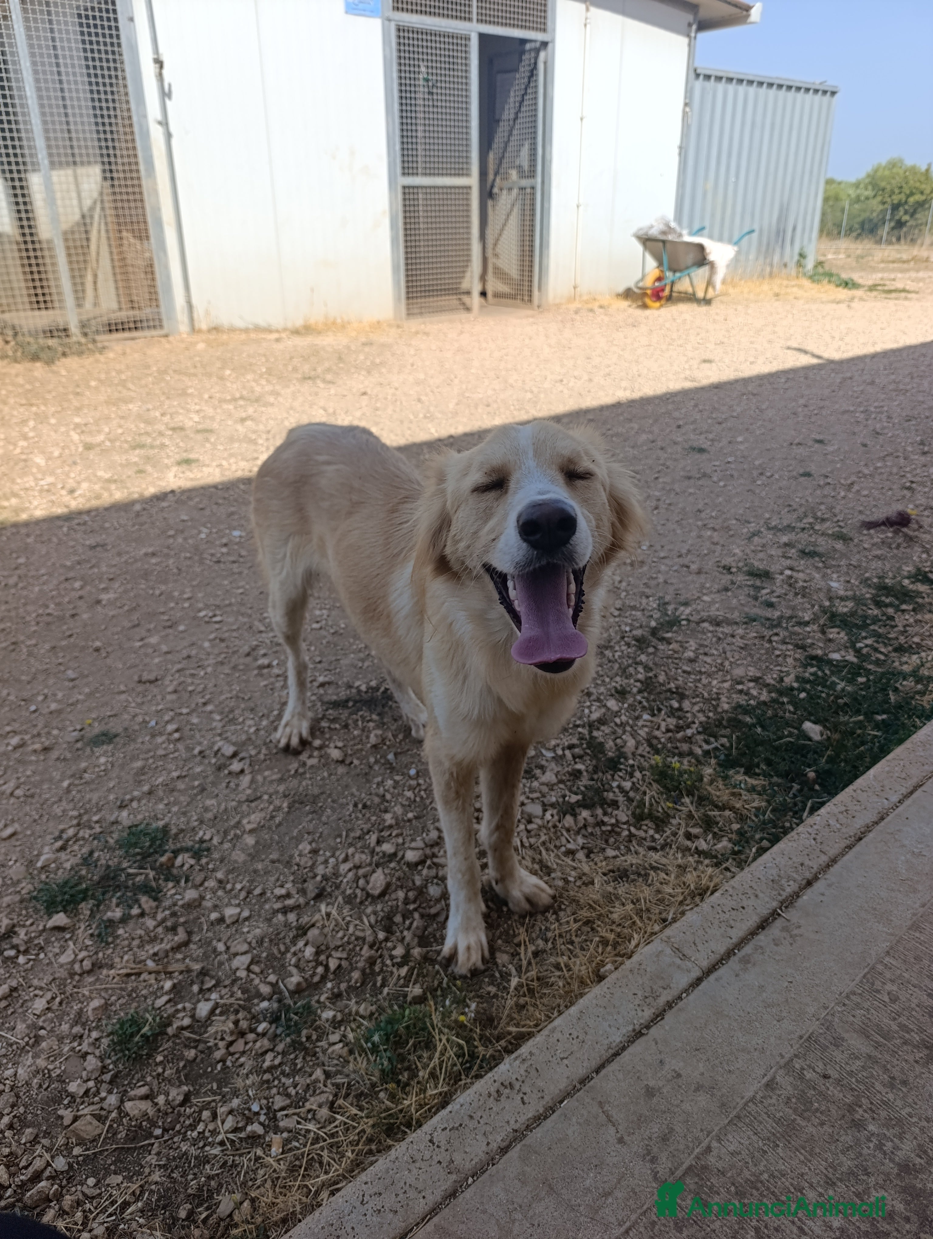 Meticcio cani Chantal - Annuncio 34