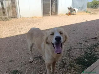 Meticcio cani Chantal - Annuncio 34