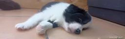 Border Collie cani in vendita: Border Colli con pedigree vendiamo - Annuncio 12