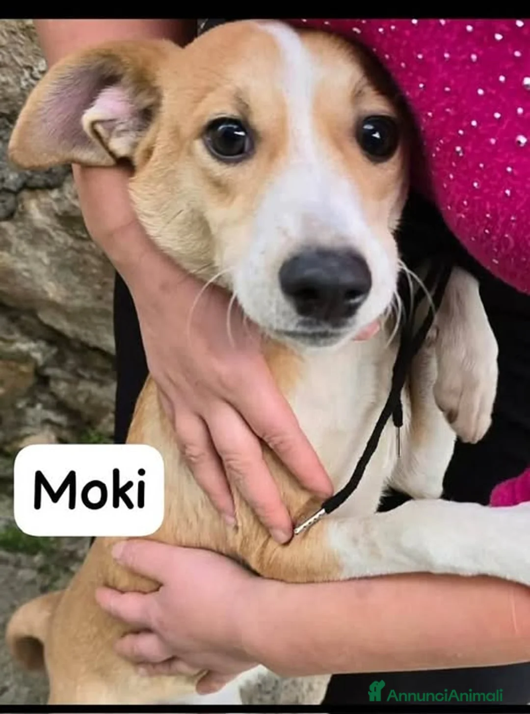 Meticcio cani in regalo: Moki un turbine di amore gioco e solarità - Annuncio 1