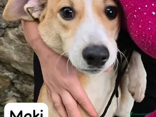 Meticcio cani Moki un turbine di amore gioco e solarità - Annuncio 4