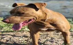 Pitbull cani in regalo: Jago, il rosso  a Città Metropolitana di Bari - Immagine 7