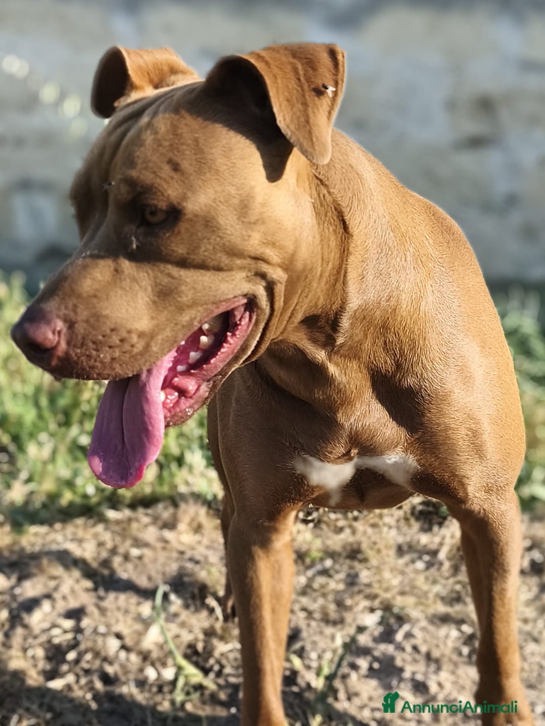 Pitbull cani in regalo: Jago, il rosso  a Città Metropolitana di Bari - Immagine 7