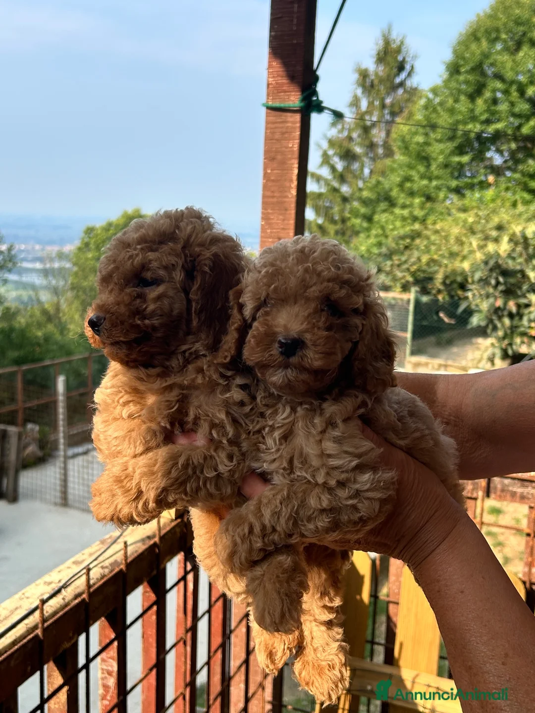 Meticcio cani in vendita: Cuccioli barboncino  - Annuncio 2
