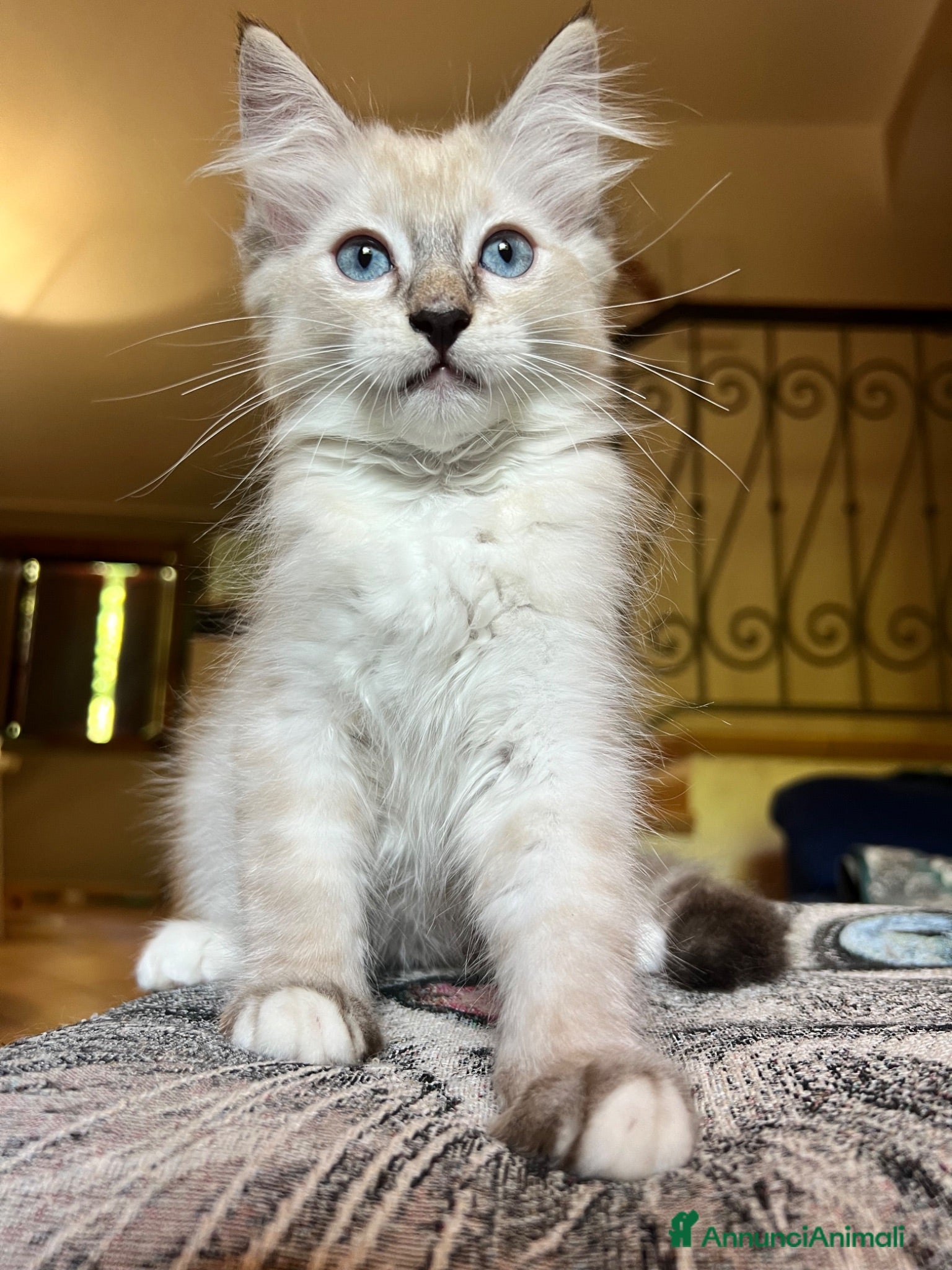 Ragdoll gatti Cuccioli Ragdoll - Annuncio 2