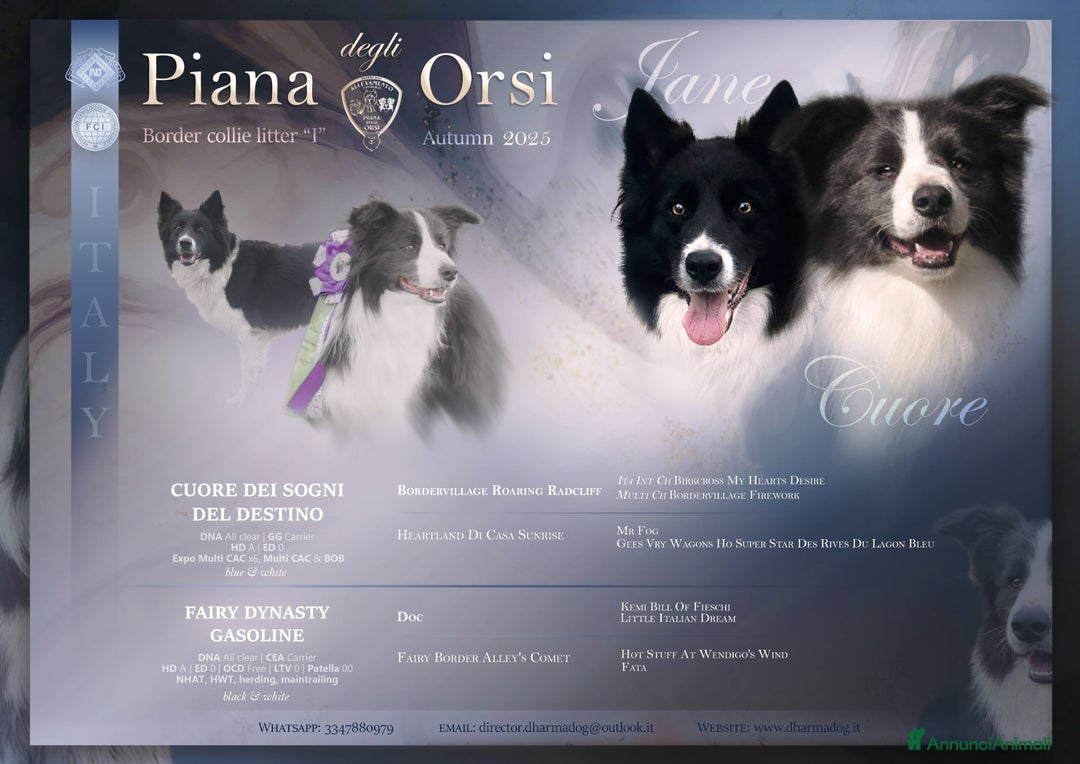 Border Collie cani in vendita: Border collie femmine rossa e nere - Annuncio 1