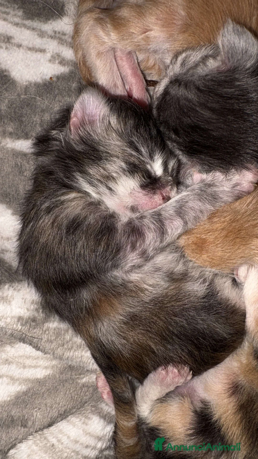 Maine Coon gatti in vendita: Maine Coon  - Annuncio 1