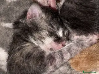 Maine Coon gatti Maine Coon - Annuncio 1