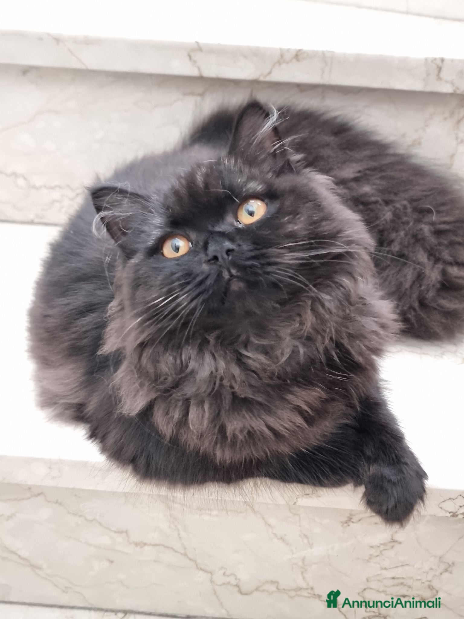 Scottish gatti Scottish straight Longhair con Pedigree  - Annuncio 29