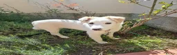 Meticcio cani in regalo: Eda cerca casa 🏡 a Provincia di Monza e della Brianza - Annuncio 10