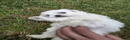 Maltese cani in vendita: Maltese  - Annuncio 6