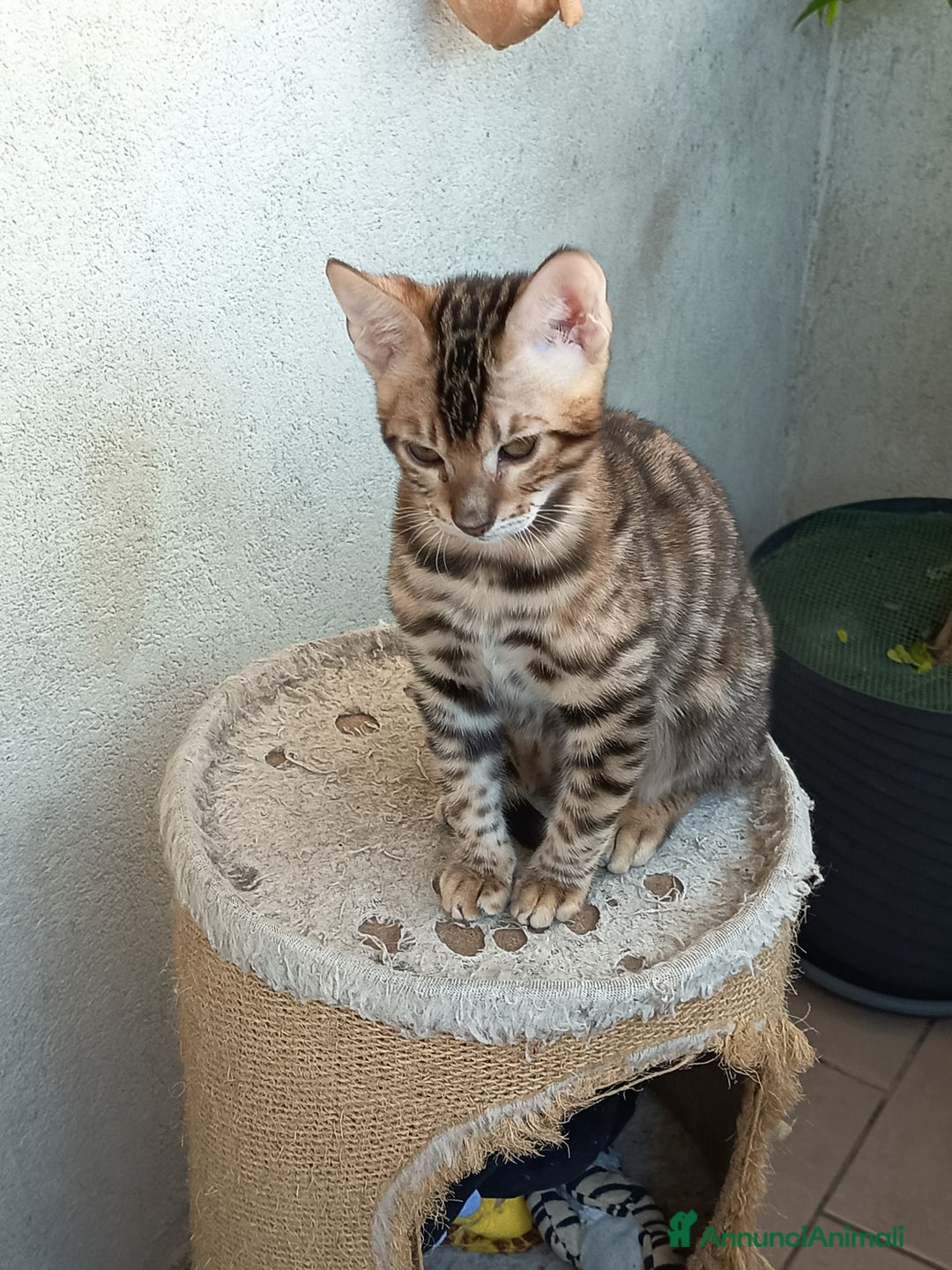 Bengala gatti in vendita: Dolcissimo maschietto di una stupenda colorazione  - Annuncio 7