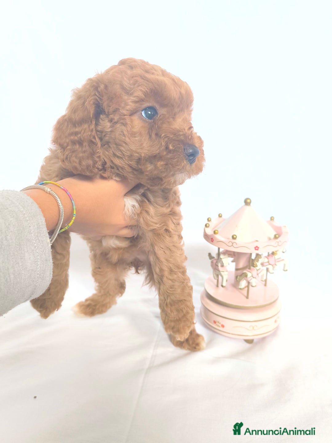 Barboncino cani in vendita: Sani e Deliziosi Barboncini - Annuncio 7