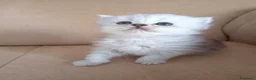 Persiano gatti in vendita: Cinque cuccioli di persiano - Annuncio 15