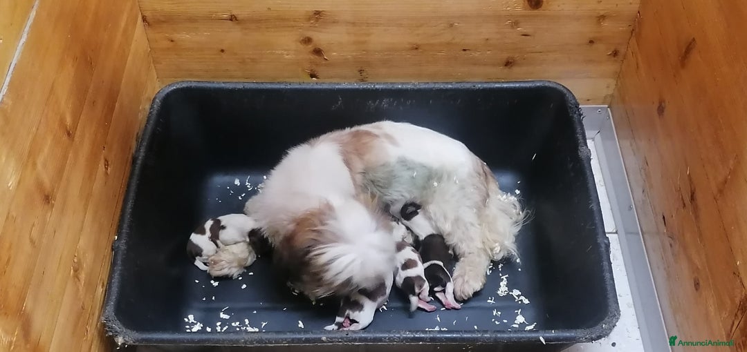 Shih Tzu cani in vendita: Shih Tzu cucciola taglia piccolissima - Annuncio 2