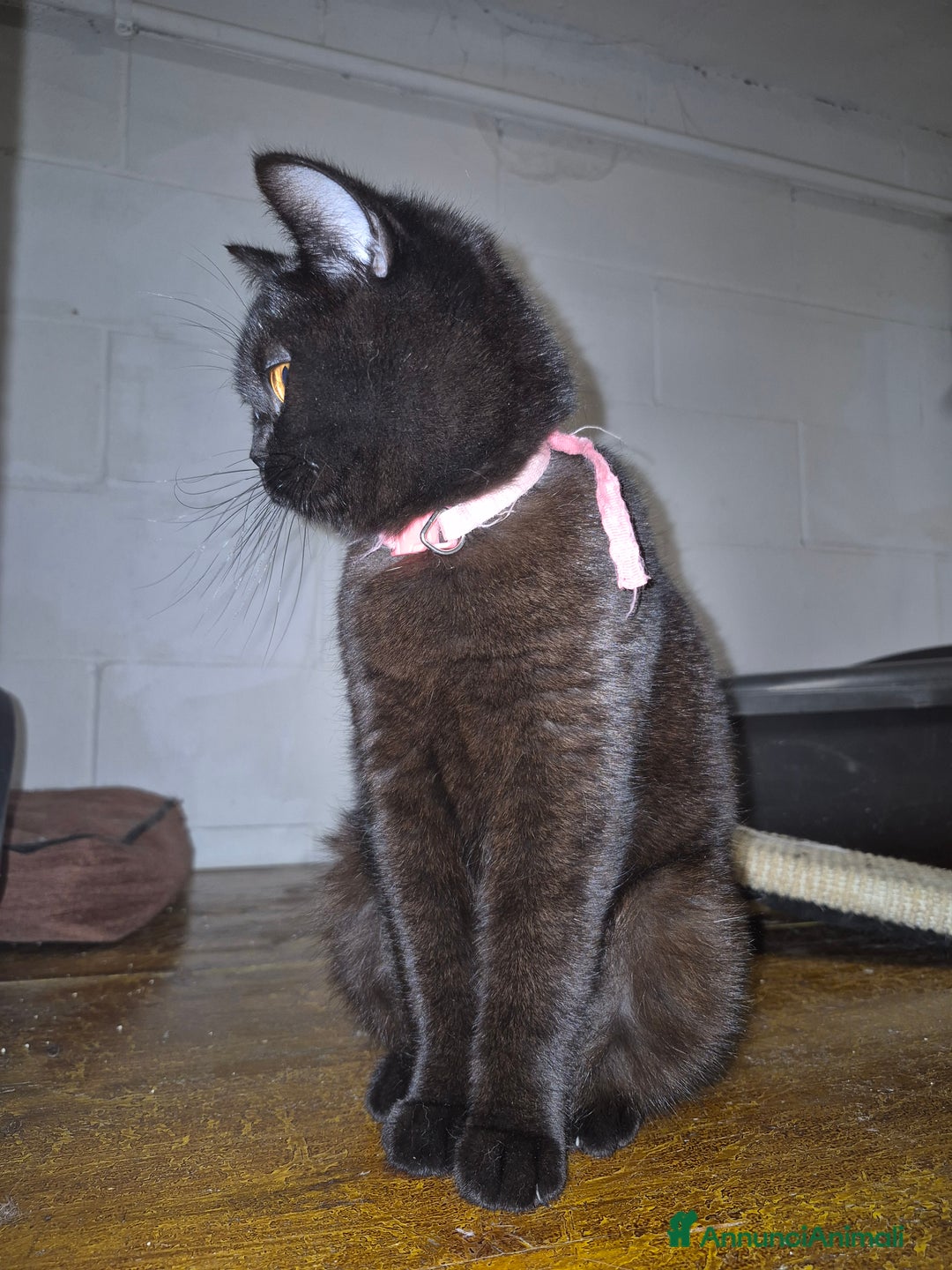 British gatti in vendita: British shorthair  a Provincia di Lodi - Immagine 6