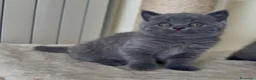 Scottish gatti in vendita: Scottish fold e straight  - Annuncio 24