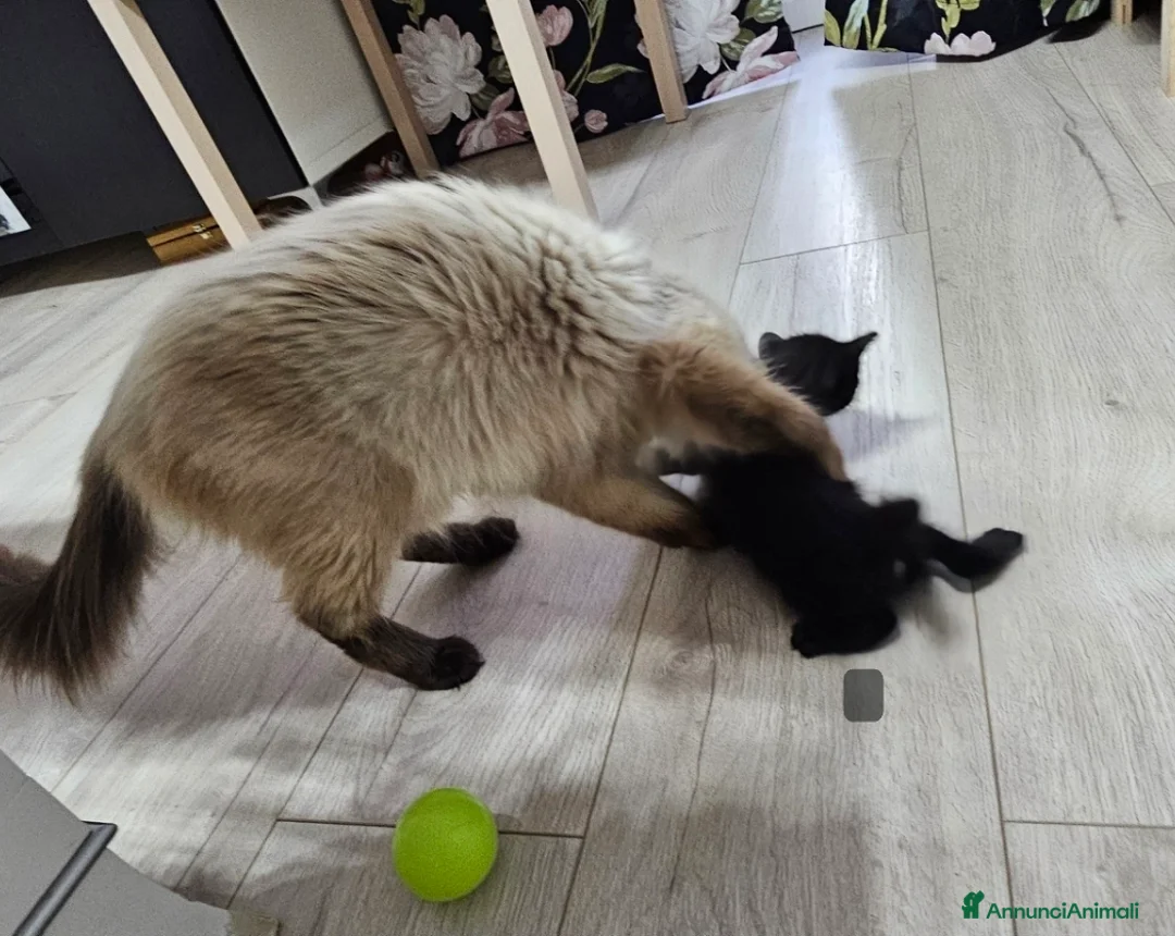 Meticcio gatti in regalo: 🐾 Meravigliose "panterine" cercano casa! 🐾 - Annuncio 4