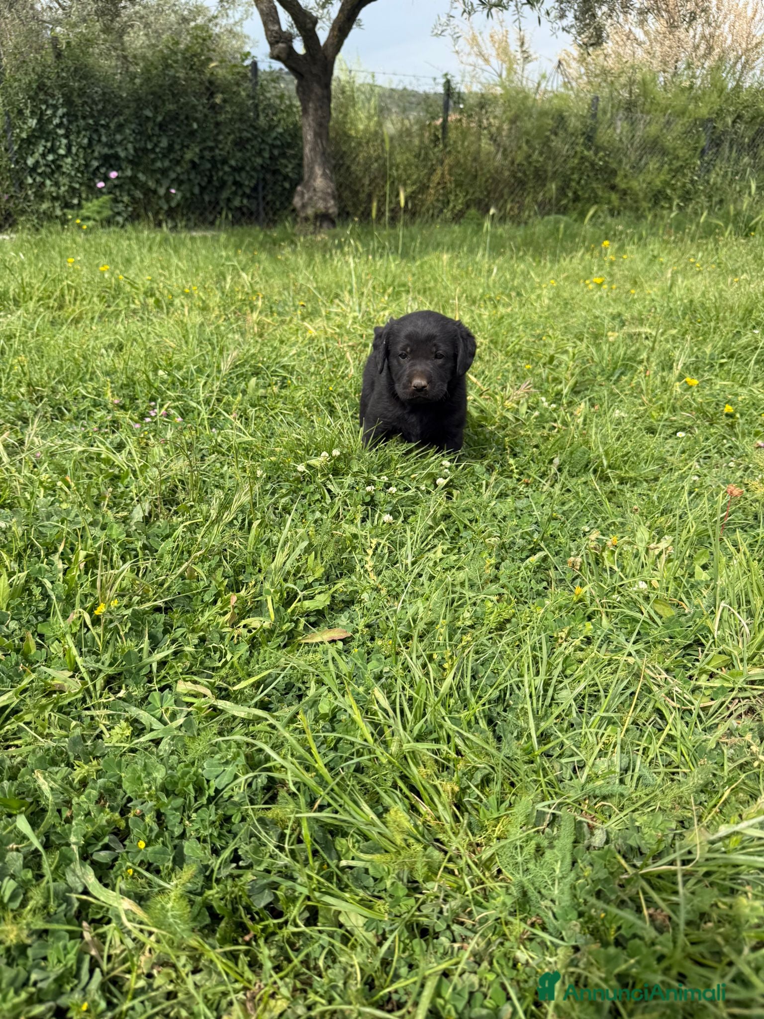 Labrador cani Cuccioli labrador - Annuncio 1