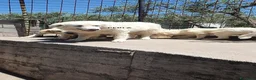 Pastore Abbruzzese Maremmano cani in regalo: Maremmano cuccioli e Mamma Perla - Annuncio 12