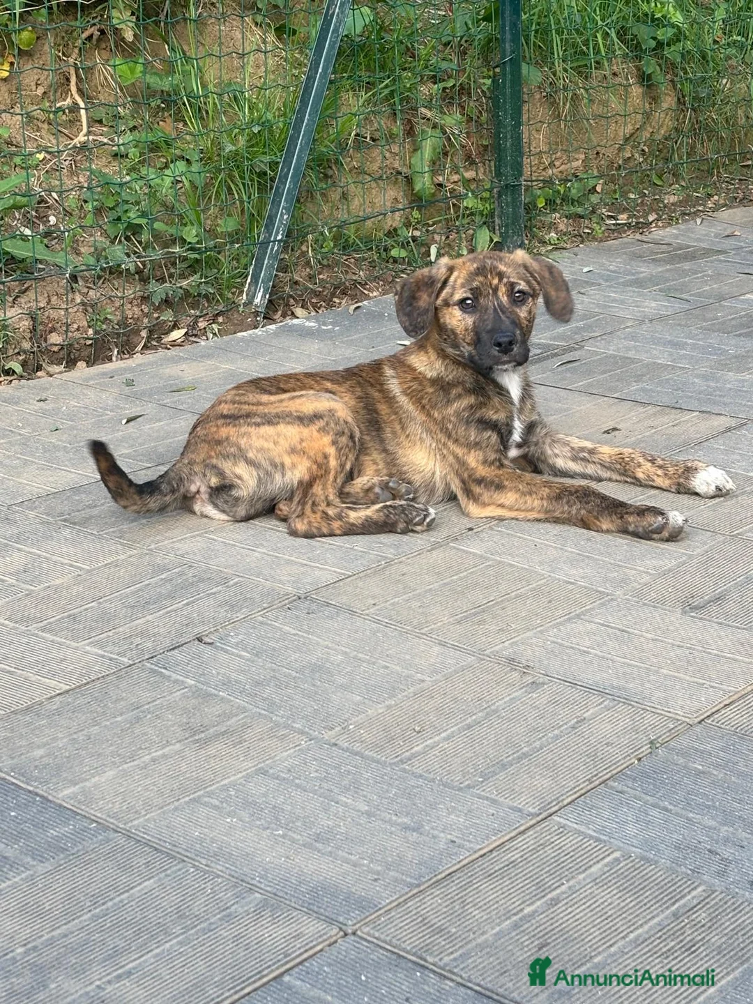 Meticcio cani in regalo: Moon  - Annuncio 8