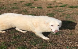 Pastore Maremmano cani in regalo: BATUFFOLOSO RUSSEL, ADOZIONE DEL CUORE a Provincia di Latina - Immagine 10