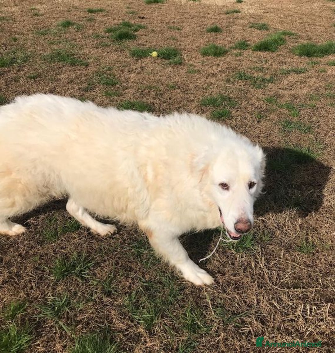 Pastore Maremmano cani in regalo: BATUFFOLOSO RUSSEL, ADOZIONE DEL CUORE a Provincia di Latina - Immagine 10
