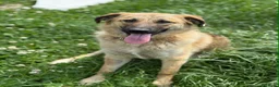 Meticcio cani in regalo: ANNIE, cucciola mix PASTORE TEDESCO! Stupenda - Annuncio 1