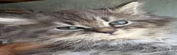 Siberiano gatti in vendita: gattine siberiane ipoallergiche - Annuncio 1