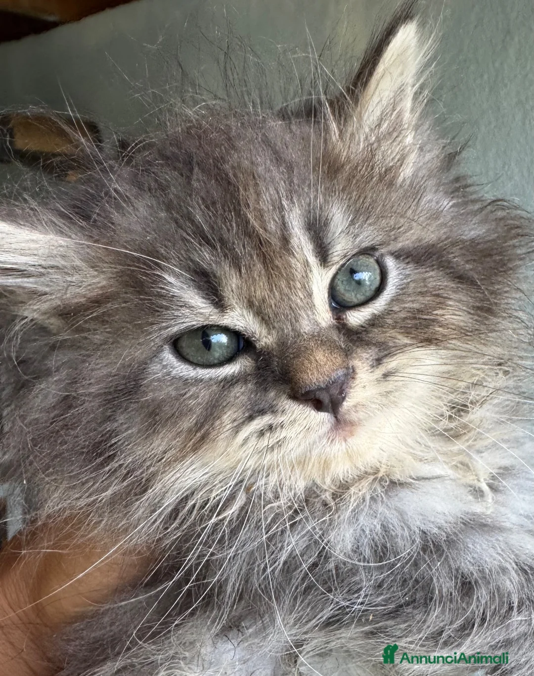 Siberiano gatti in vendita: gattine siberiane ipoallergiche - Annuncio 1